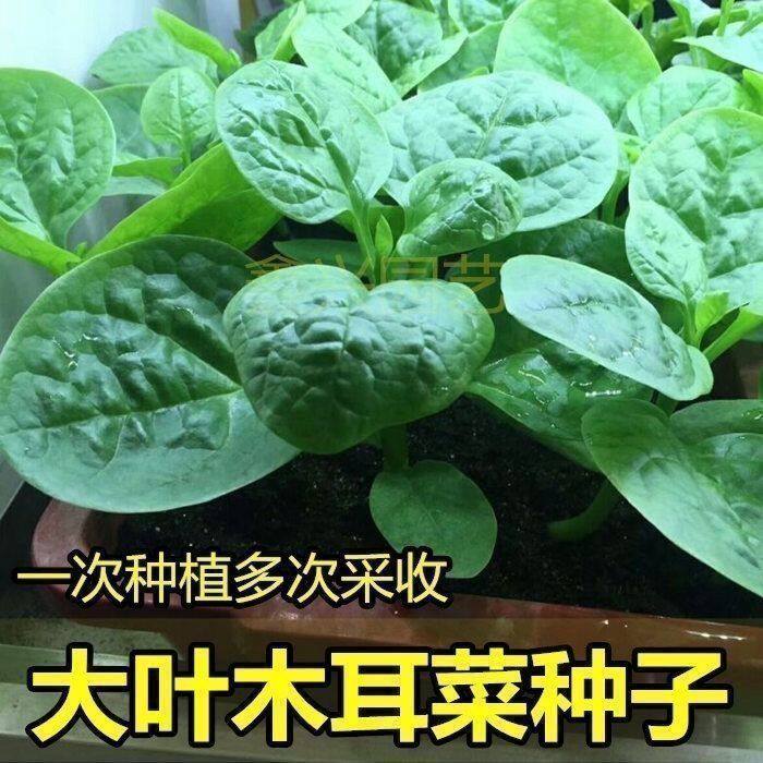木耳菜大圆叶爬藤木耳菜新鲜农家自种豆腐菜大叶木耳菜凉拌包邮