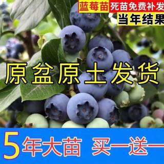 蓝莓树果苗盆栽地栽四季水果树当年结果南方北方种植特大蓝莓树苗
