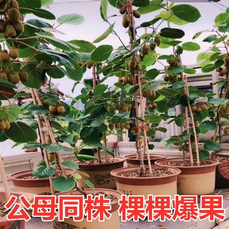 猕猴桃树苗软枣红心猕猴桃嫁接苗南方北方种植庭院盆栽地栽果树苗