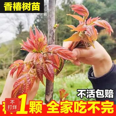 正宗香椿芽绿油红油香椿树苗香春椿树苗南北方种植盆栽地栽香椿芽