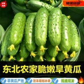 现摘绿心旱黄瓜新鲜采摘蔬菜东北水果小旱黄瓜生吃凉拌当季 小青瓜