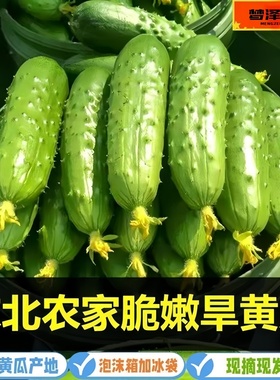 现摘绿心旱黄瓜新鲜采摘蔬菜东北水果小旱黄瓜生吃凉拌当季小青瓜