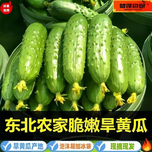 东北绿心旱黄瓜新鲜采摘整箱包邮