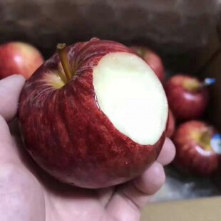 新品种新西兰嘎啦苹果树苗栽地栽糖心嘎啦苹果嫁接苗南方北方种植