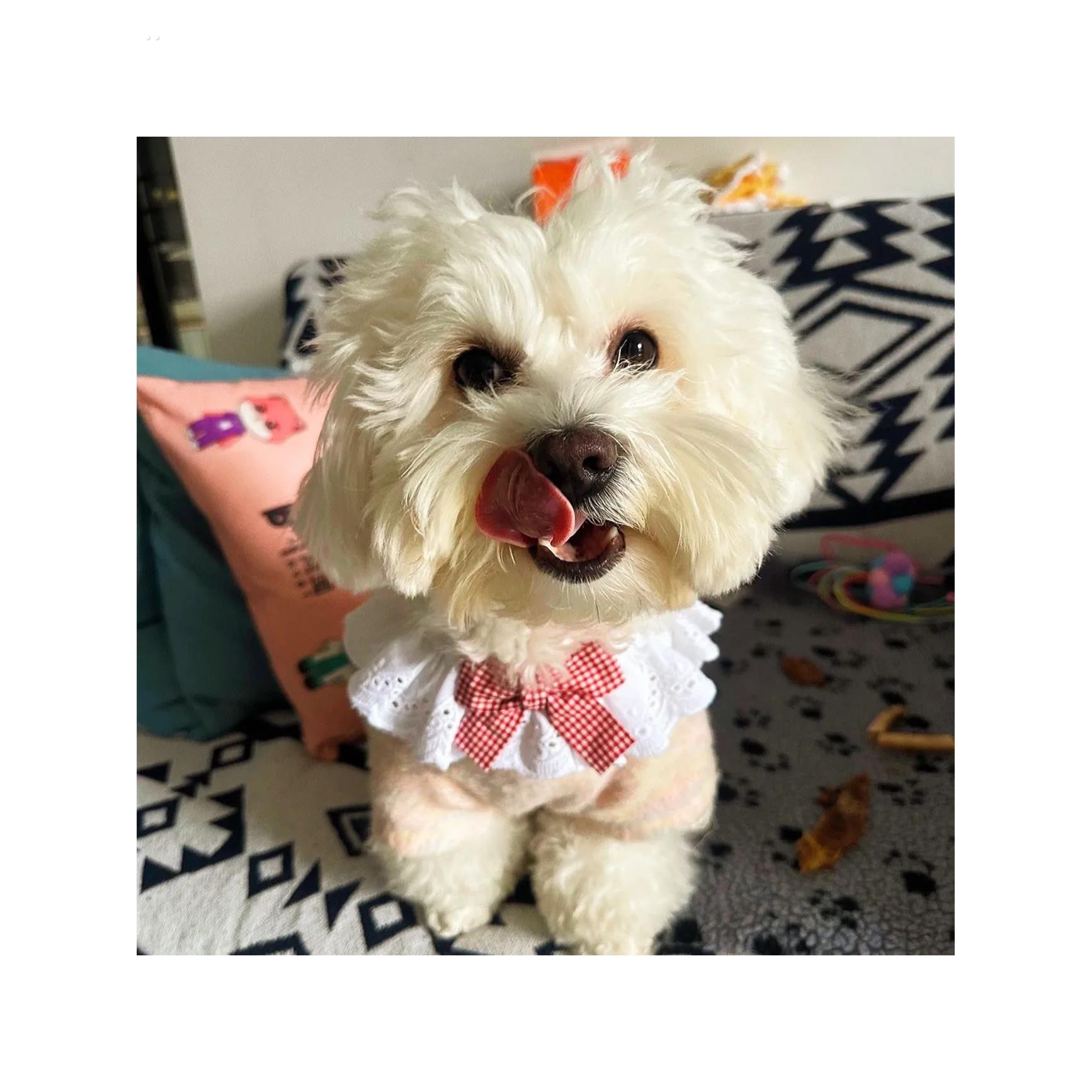 猫咪纯棉蕾丝围脖口水宠物蝴蝶结可爱围巾装饰围兜狗狗围嘴装饰兜