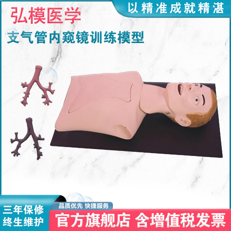 弘模HOM/LV44支气管肺模拟常规操作内窥镜训练模型 光学纤维检查肺部听诊经口气管插管人体教具
