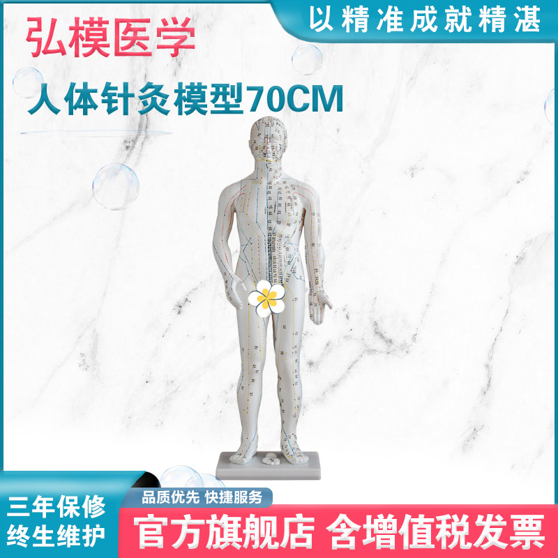 弘模高清中医针灸穴位人体模型经络图人体穴位模型人全身小人按摩教学