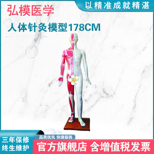 人体针灸模型弘模针灸小人穴位模