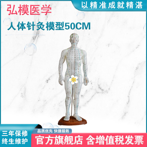 针灸穴位人体模型弘模中医