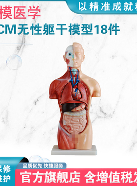弘模HOM/XC207无性躯干模型18件42CM 可拆分 附内脏 人体解剖结构教学半身模型