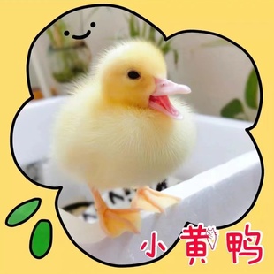 鸭子学生宠物认主黏人 小黄鸭活物柯尔鸭幼崽活宠物鸭活体网红活