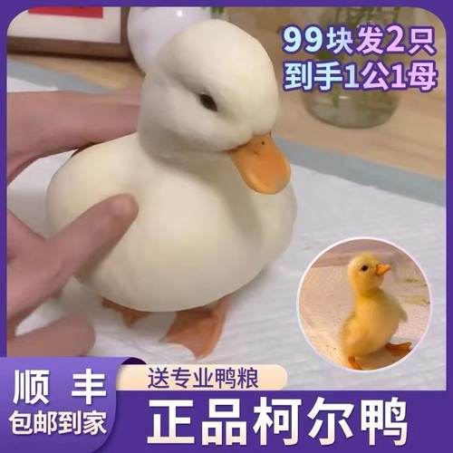 正版柯尔鸭专卖店已售1万件