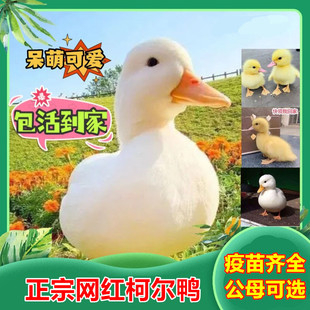 柯尔鸭活宠物网红柯尔鸭活物宠物观赏鸭纯种科尔可达小黄鸭子活体