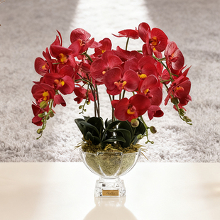 COTE NOIRE 法国香氛花洋兰王后蝴蝶兰家居香薰礼物轻奢