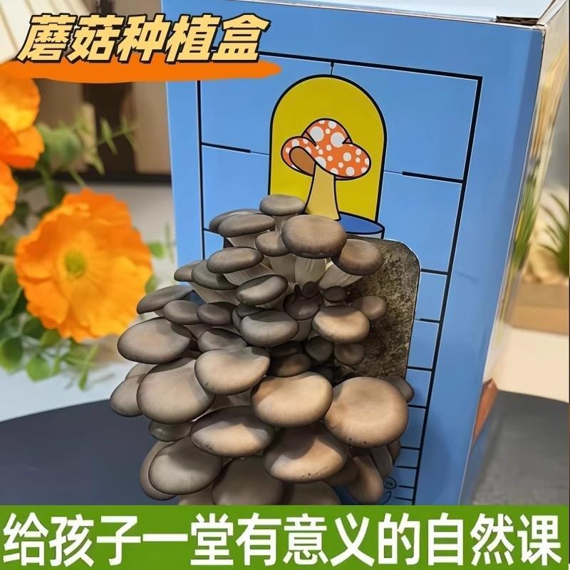 蘑菇种植菌包平盒家庭室内
