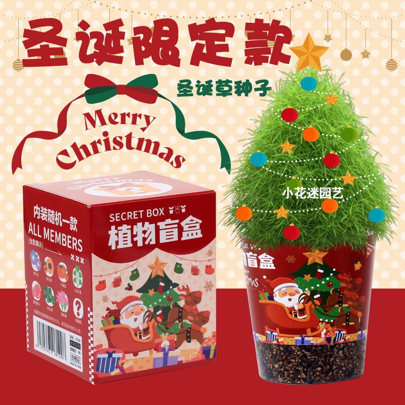 圣诞植物种小盲盒盆栽幼儿