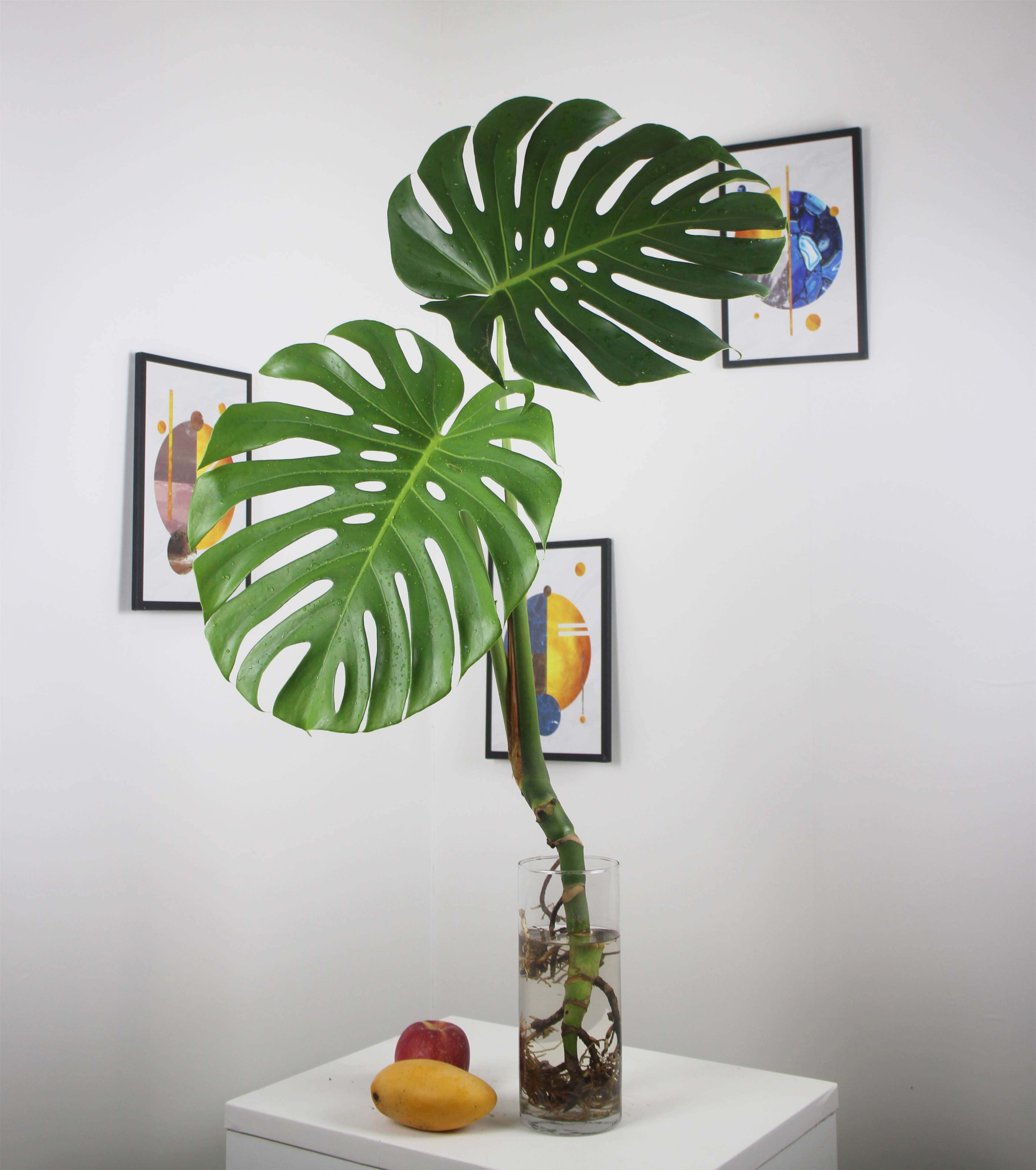 龟背竹大盆栽大号姬龟背竹植物室内客厅北欧大型可水培老桩龟背竹