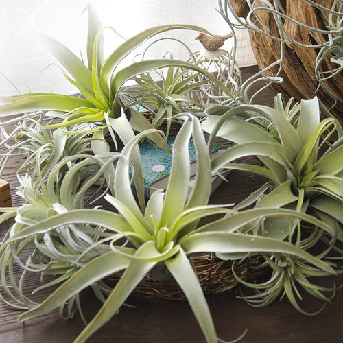 Plucked air pineapple plastic home decoration, green plants