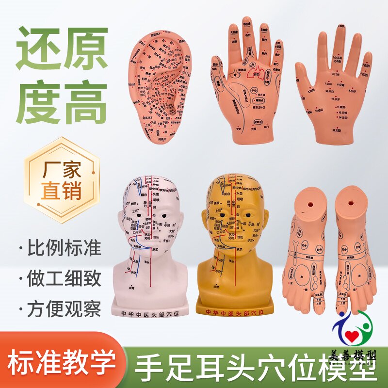 美善模型针灸人体穴位教学