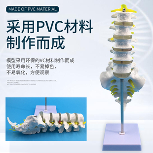 1比1脊柱模型人体骨骼模型颈椎骨血管胸椎神经腰椎间盘教学模型