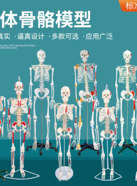 教学85CM人体肌肉骨骼结构全身骨架模型 可拆卸脊椎瑜伽小白骷髅