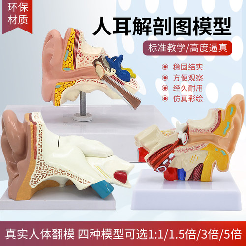耳朵解剖美善模型人体模型教具