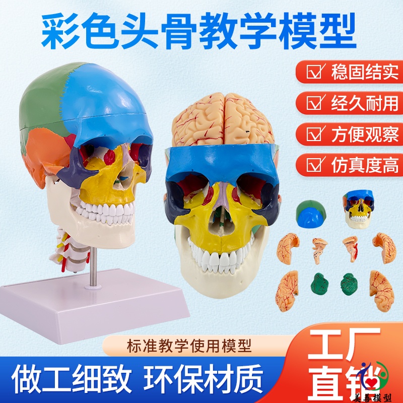 美善模型彩色头骨附颈椎教学