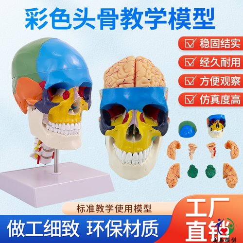 美善模型彩色头骨附颈椎教学