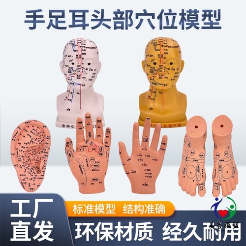 20cm小型针灸头部人体穴位