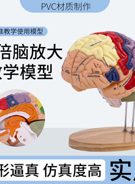 大脑神经解剖模型 2倍放大脑模型 运动中枢 感觉中枢和脑功能 医