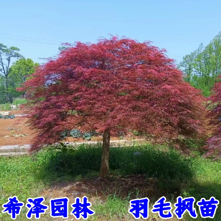 红羽毛枫树苗垂枝庭院耐寒