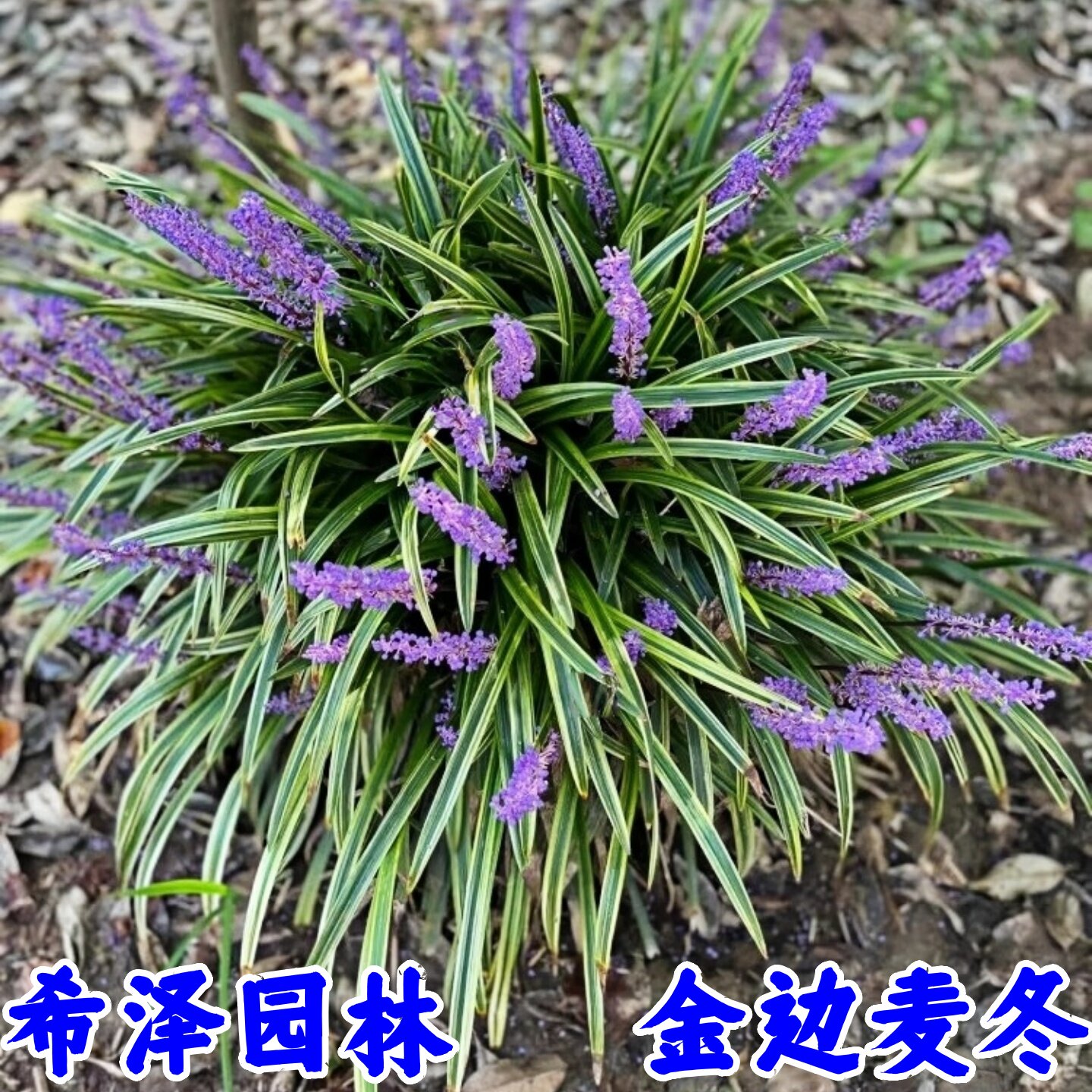 金边麦冬草矮生麦冬苗四季青