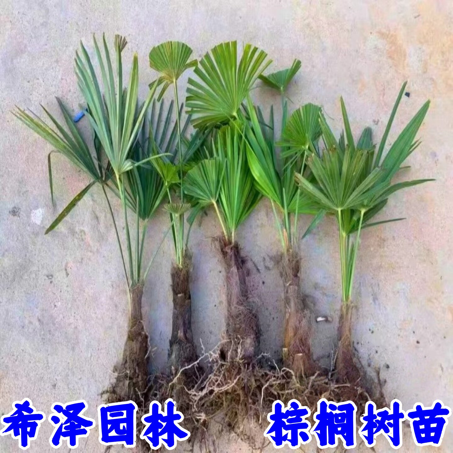 棕榈树苗棕树苗盆栽蒲葵树扇子树苗别墅绿化苗木庭院四季常青植物