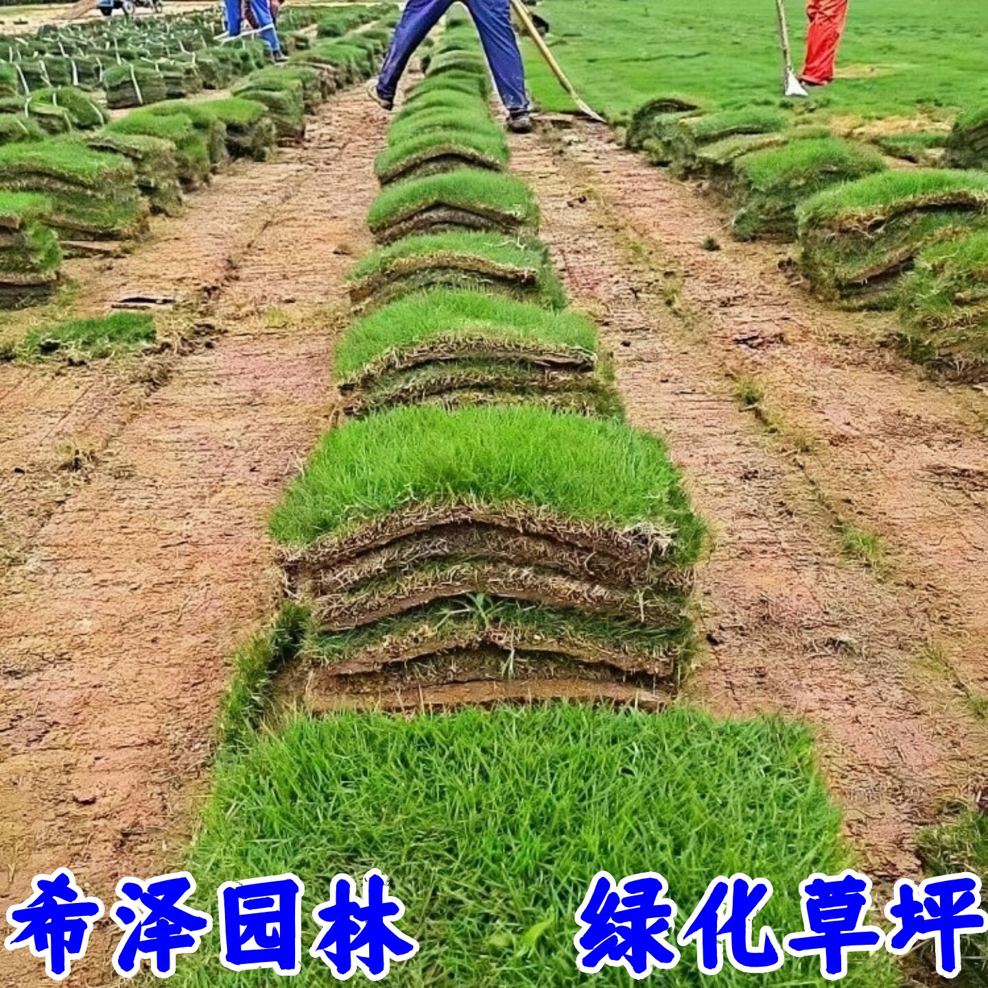 真草坪草皮带泥土四季青耐寒别墅