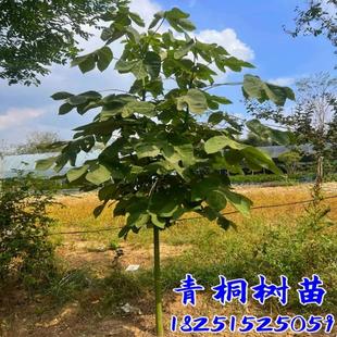 绿化苗木青桐梧桐青桐树苗中国梧桐梧桐树苗桐麻梧桐树风景观赏树