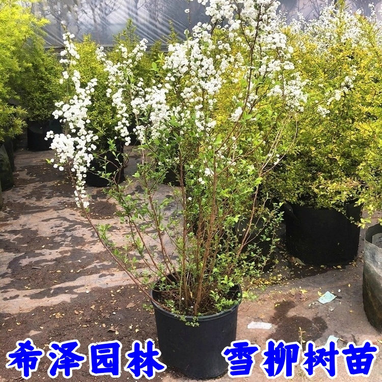 雪柳树苗棒棒糖盆栽喷雪花苗