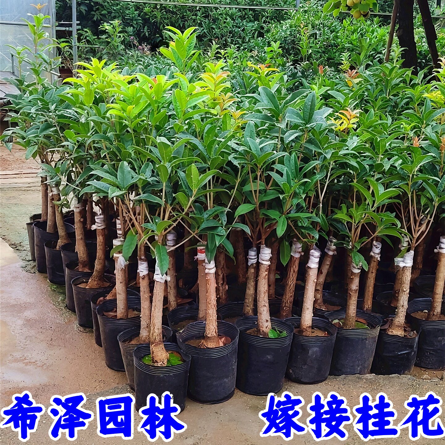 桂花树苗四季开花浓香型