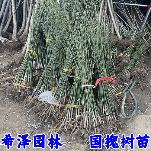 槐树苗 国槐苗 国槐树苗 国槐小苗香花槐树苗庭院园林绿化树苗木