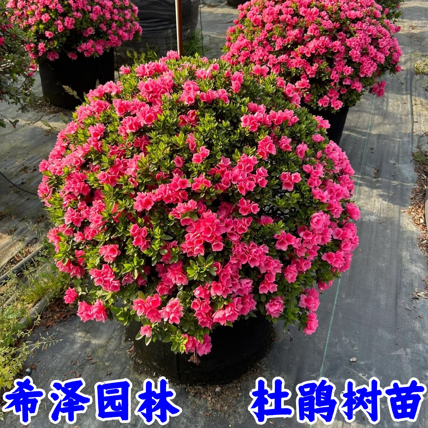 杜鹃花苗盆栽耐寒植物四季常青
