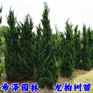 绿化苗木龙柏小苗 小龙柏 龙柏球 四季常青龙柏树苗龙柏盆景