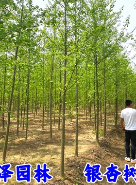 银杏树苗 银杏苗白果小苗银杏小苗庭院植物行道绿化苗木银杏果苗