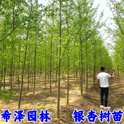 高耐旱性庭院植物落叶多年生夏季