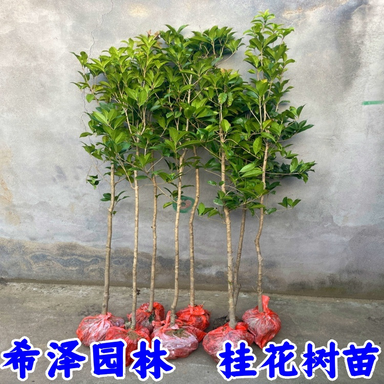 桂花树苗盆栽流苏嫁接丹桂