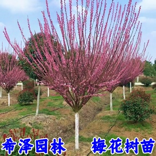 梅花树苗原生红梅小苗嫁接骨里红苗庭院耐寒风景树绿梅小苗榆叶梅