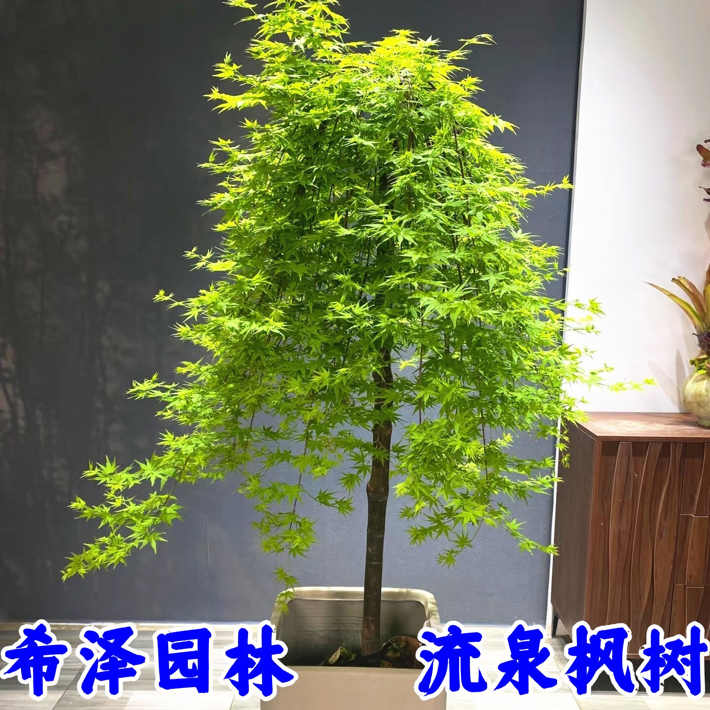 流泉枫原生小苗垂枝瀑布枫