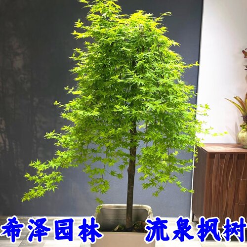 流泉枫原生小苗垂枝瀑布枫