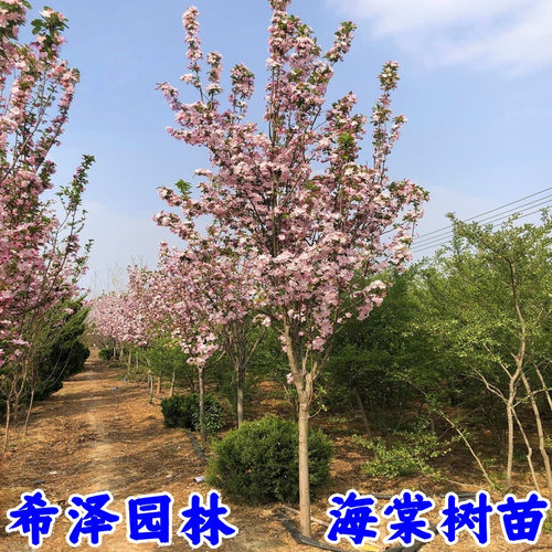 高杆海棠树苗西府海棠北美海棠垂丝海棠花苗庭院地栽绿化树苗