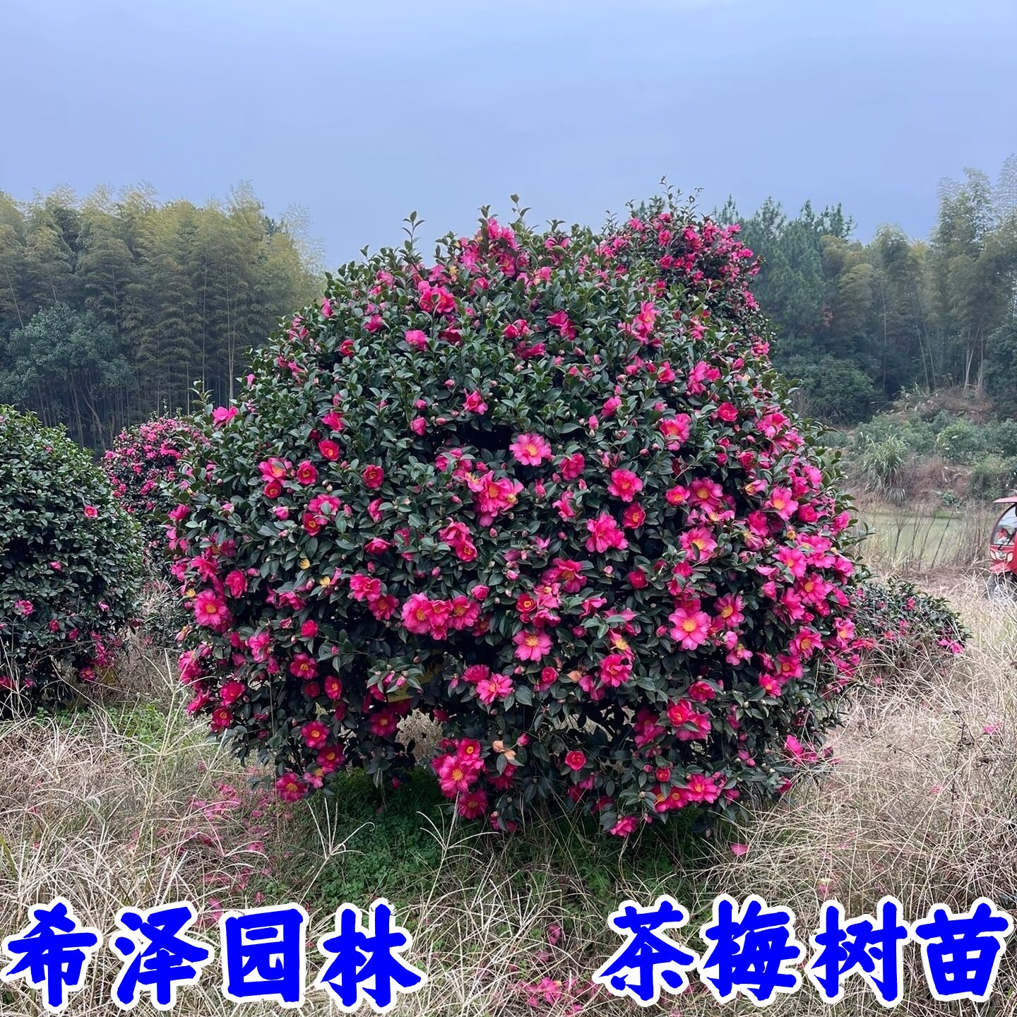 高杆茶梅花树苗耐寒风景树