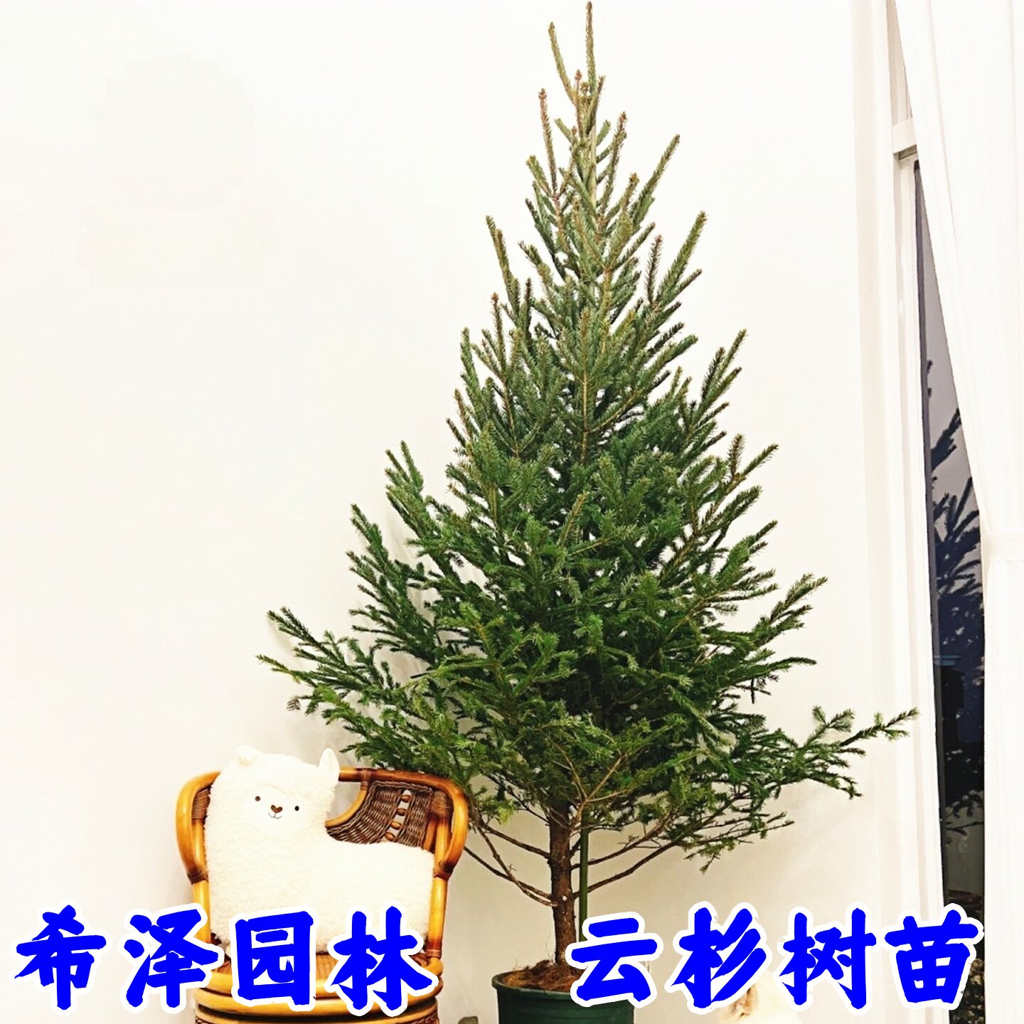 云杉树苗真圣诞松树耐寒大型盆栽