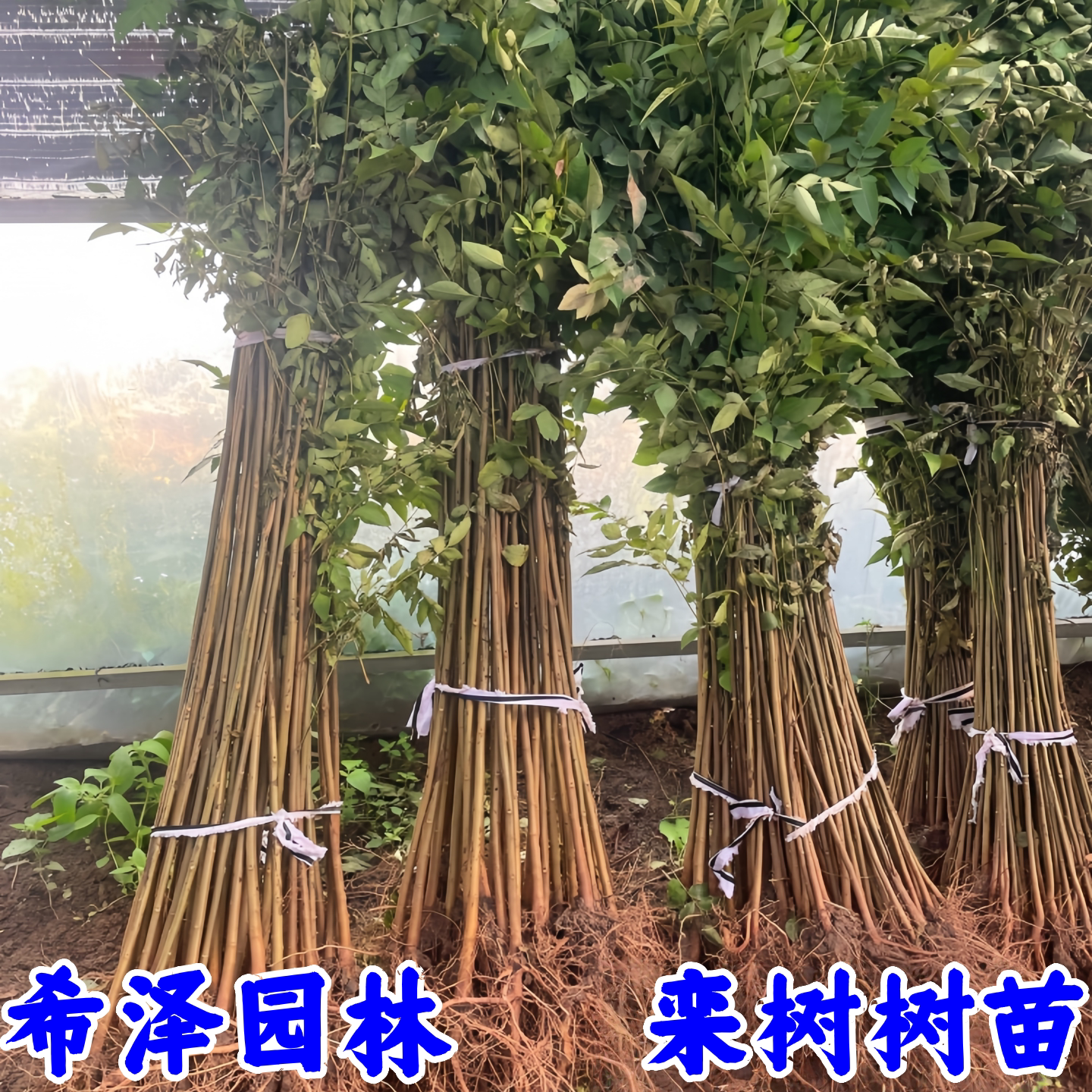 希泽园林栾树苗风景树